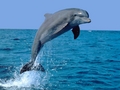 Dolfinarium Beursplein