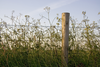 Over the hedge