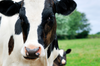 Hollandse melkboer verpletterd door 'Big Milk'